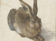 Albrecht Dürer, Hare, 1502. Albertina Museum Wien.