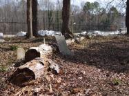 The backmost section of Geer cemetery is hedged in by a parking lot for a telephone company. Fallen trees are a common disruption in this portion of the cemetery and pose threats to the preservation of headstones.