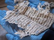 a fragment of medieval text held in two blue-gloved hands