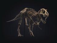 skeleton of a T rex