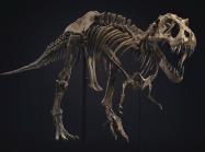 skeleton of a T rex