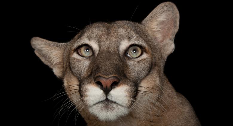 A federally endangered Florida panther, Puma concolor coryi, at Tampa's Lowry Park Zoo.