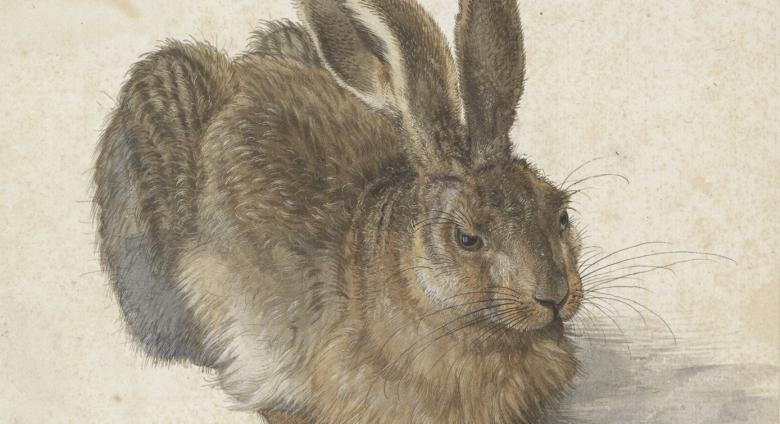 Albrecht Dürer, Hare, 1502. Albertina Museum Wien.