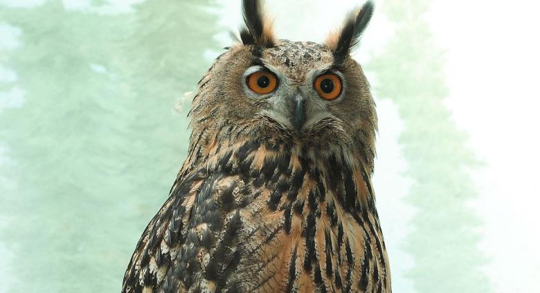 Flaco, the escaped Eurasian Eagle Owl, in Central Park