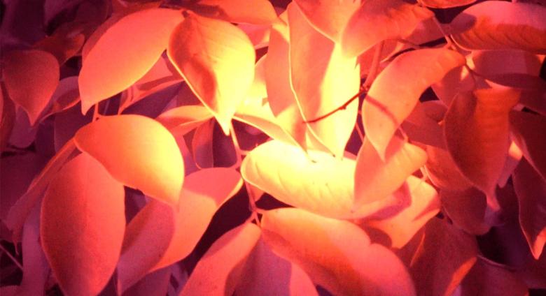 Infrared shot of leaves. Gives orange, dark, spooky effect 