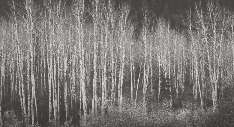 detail of photo of trees