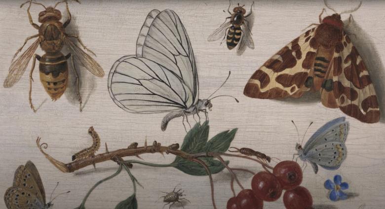 Insects detail Van kessel 