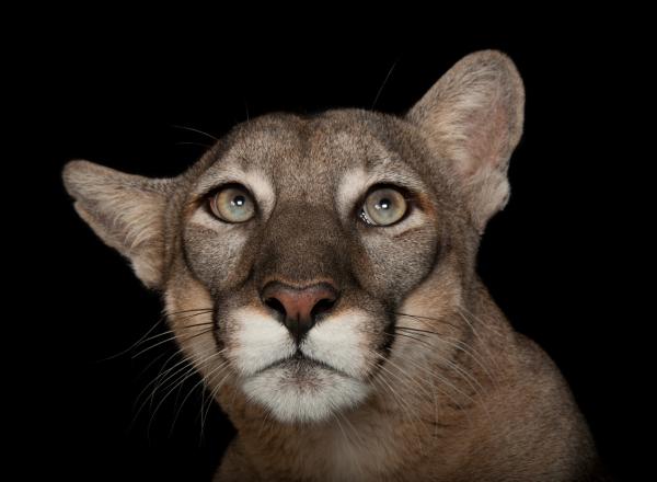 A federally endangered Florida panther, Puma concolor coryi, at Tampa's Lowry Park Zoo.