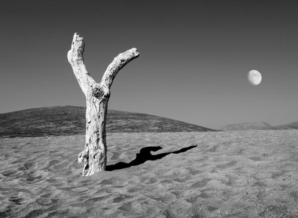 Dimitris Yeros black and white photograph of sandy landscape with a tree and the moon