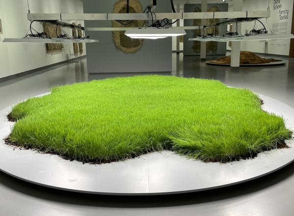 Farming Textiles installation, Museum Kranenburgh, Bergen, Netherlands, 2024.