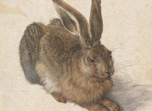 Albrecht Dürer, Young Hare, 1502. Watercolour, body colour, heightened with opaque white.