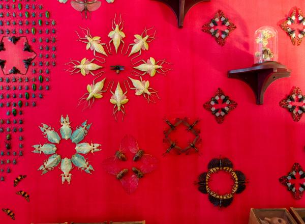 Jennifer Angus installation, a red wall with insects pinned to it arranged in intricate patterns