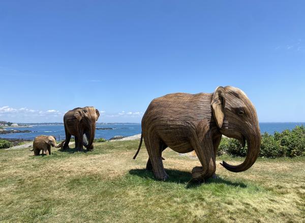 Elephant sculptures from The Great Elephant Migration at Rough Point, 2024