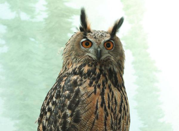 Flaco, the escaped Eurasian Eagle Owl, in Central Park