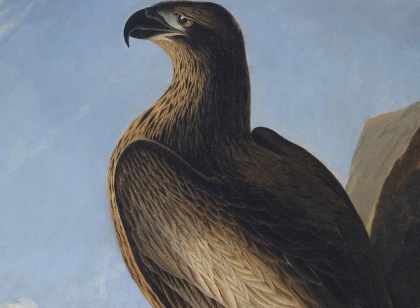 John James Audubon, detail of Washington Eagle. Smithsonian American Art Museum. Courtesy of Smithsonian American Art Museum. Gift of Dr. S. Dillon Ripley II and Mary Livingston Ripley.