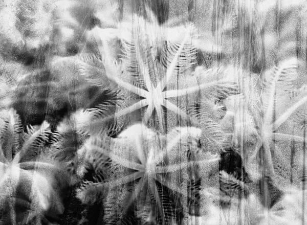 black and white abstract image of flower forms