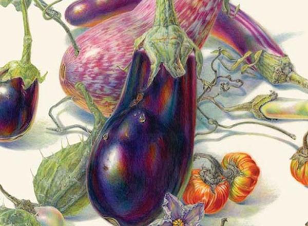 Eggplant- Jean Emmons, “Eggplants,” watercolor on vellum, 2020.