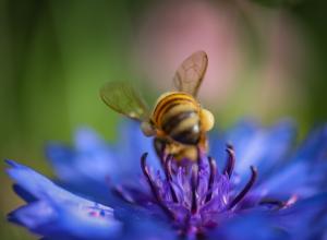 Diane Allison, Blue flower with bee. 