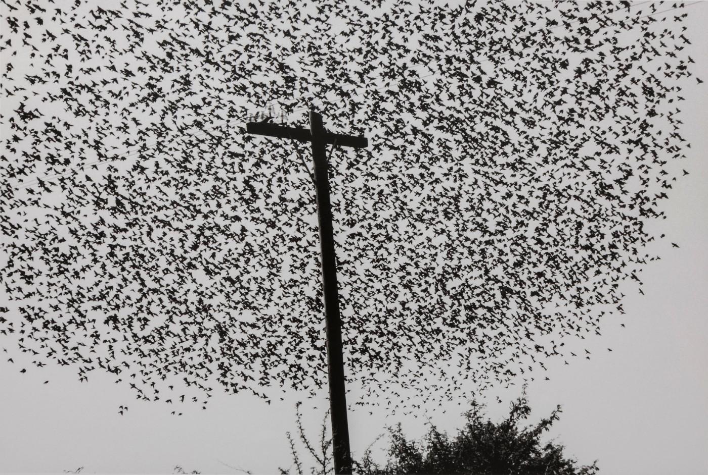 Graciela Iturbide, Birds on the Post, Highway / Pájaros en el poste, Carretera, Guanajuato, México, 1990