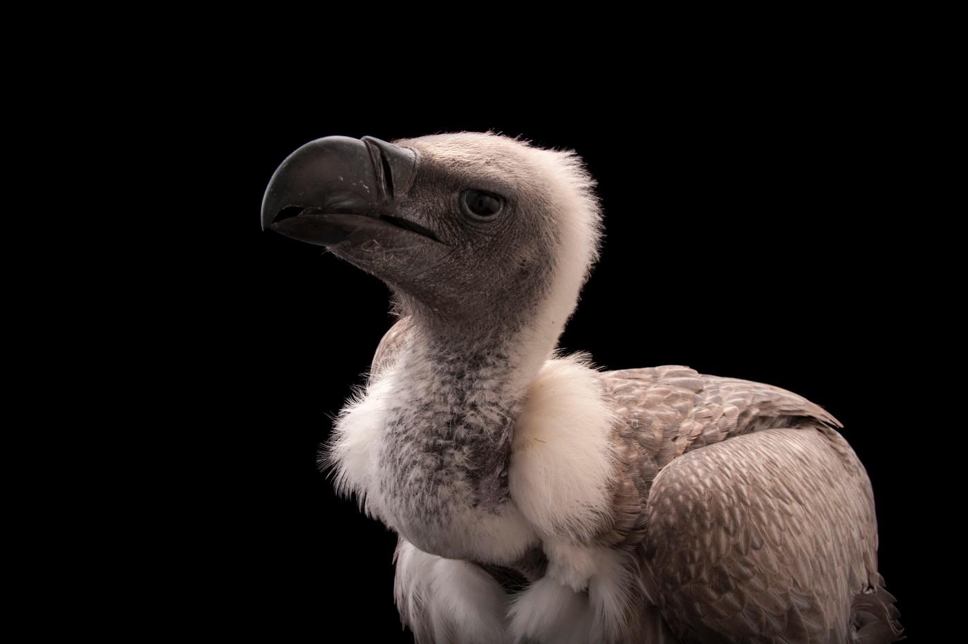 A critically endangered African white backed vulture, Gyps africanus, at the Cleveland Metroparks Zoo.