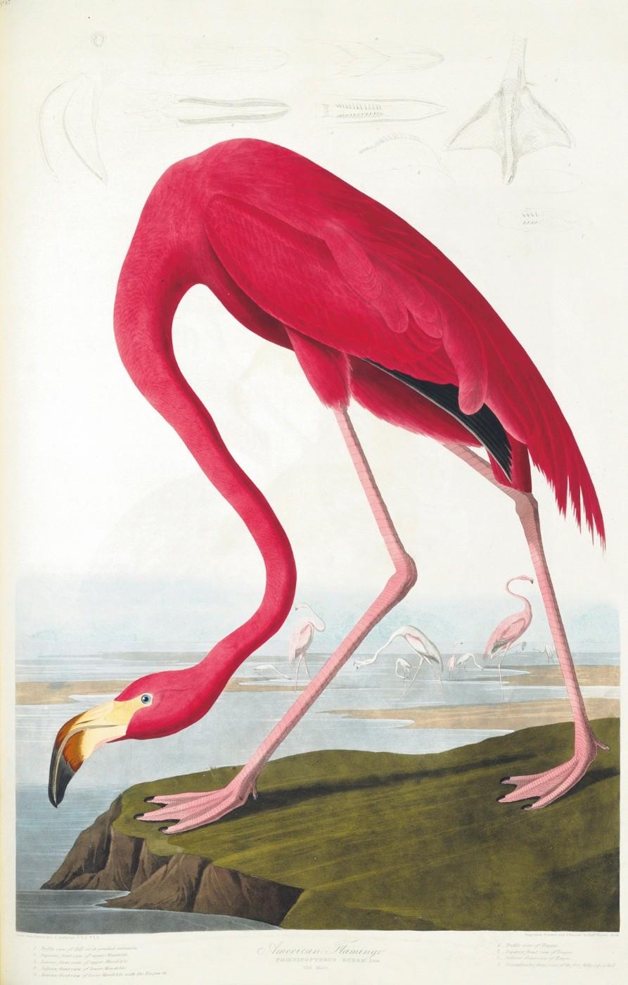 The American Flamingo, from John James Audubon's "The Birds of America"