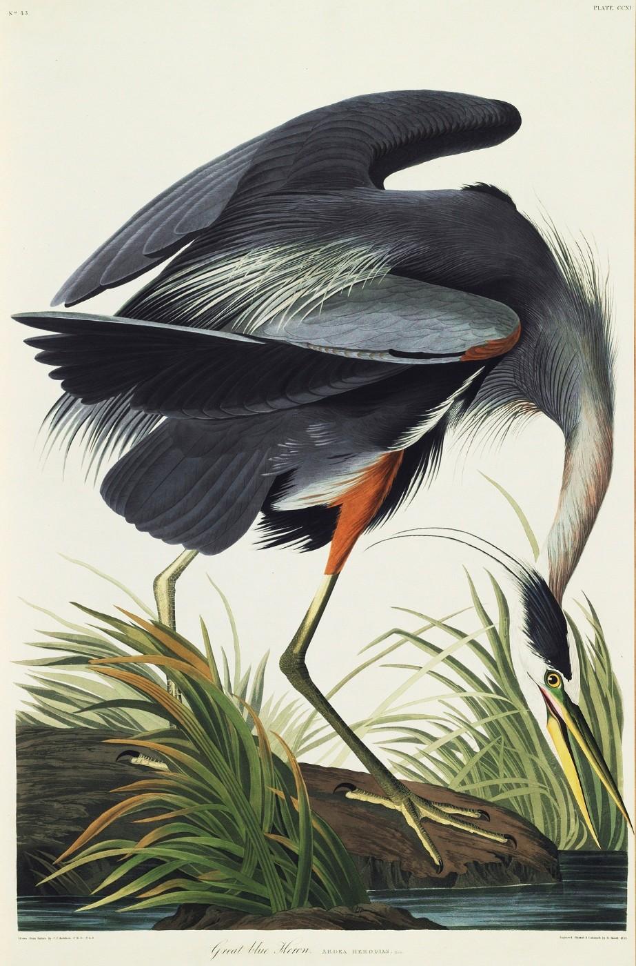 The Great Blue Heron, from John James Audubon's "The Birds of America"