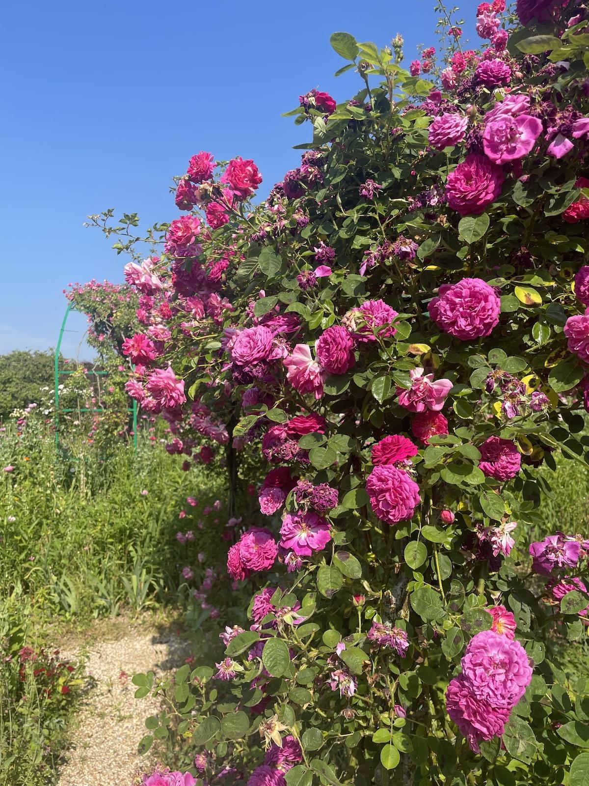 Monet’s Garden in Giverny, Roses on the trellis that was once part of the apple orchard.