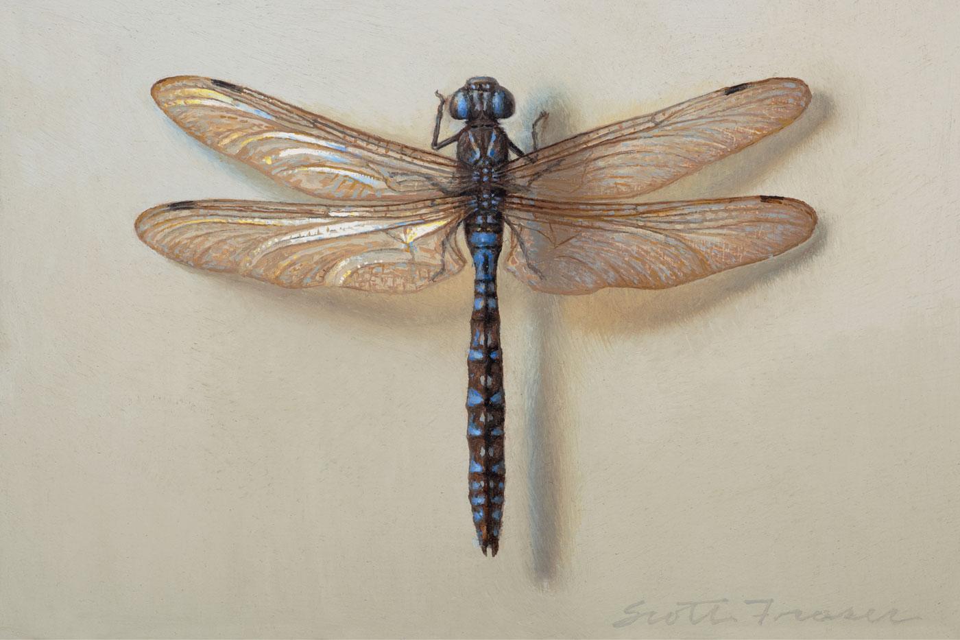 Scott Fraser realism painting Dragonfly