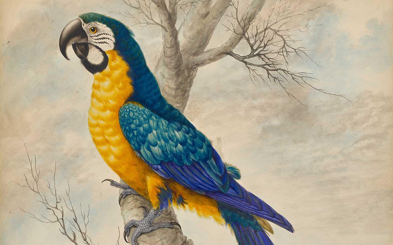 Sarah Stone, A blue and yellow Macaw, after 1789. 