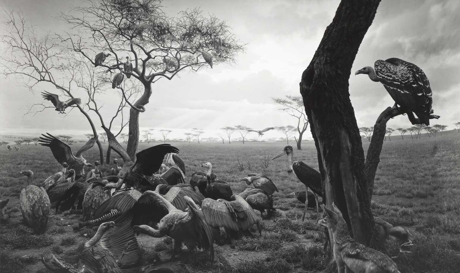 Hiroshi Sugimoto, Hyena-Jackal-Vulture, 1976