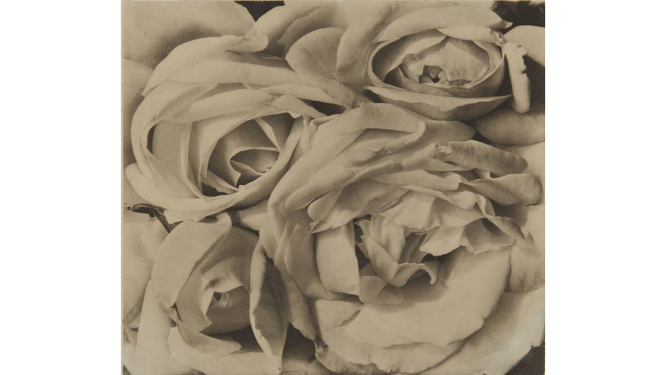 Tina Modotti Roses, Mexico, 1925