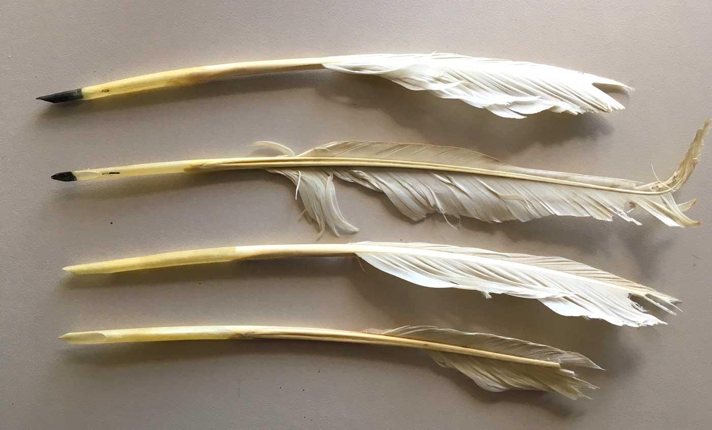 Four goose quills that were probably used by Auguste Victoria. 