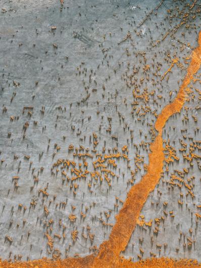 photograph from above of small orange objects