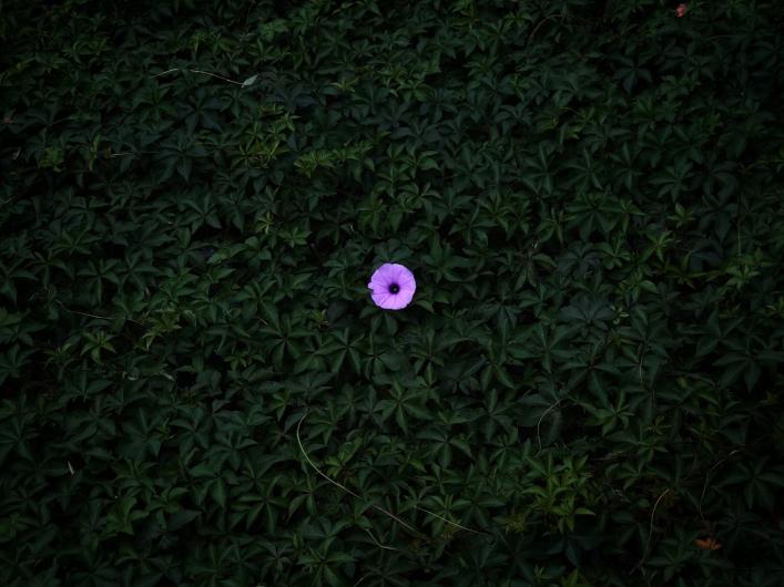 photograph of dark green foliage with a single small purple flower at the center