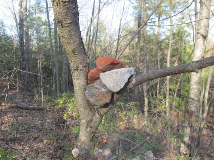 Rocks in a tree at Andres Institute of Art, Brookline, New Hampshire. License