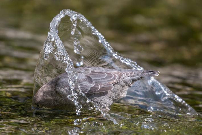 photograph of a bird half submerged in water with a spray of water around it