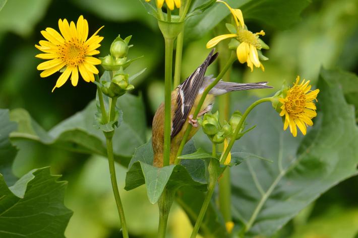 photograph of a goldfinch upside down with its head in a flower