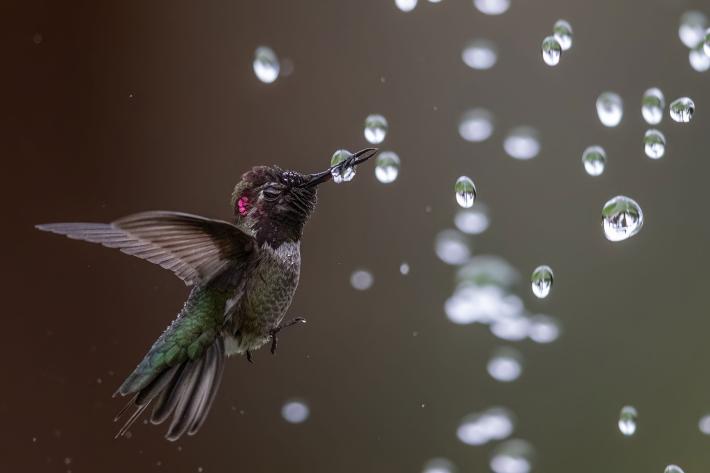 photograph of hummingbird in flight with its beak piercing a water droplet