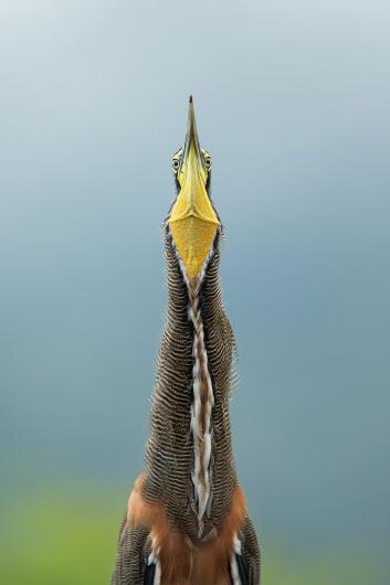 photograph of heron with its neck outstretched