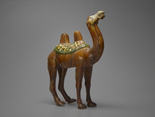 Bactrian Camel