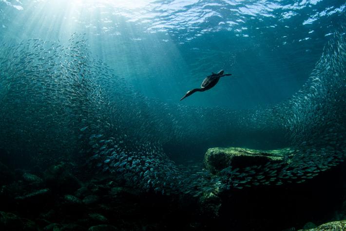 photograph from underwater of a bird diving after scattering fish