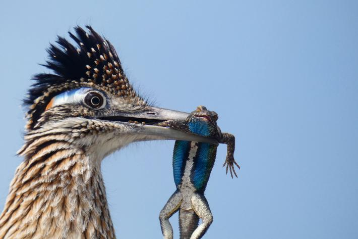 photograph of a roadrunner with a lizard in its mouth