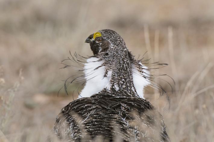 photograph of a sage grouse in profile sitting a in field
