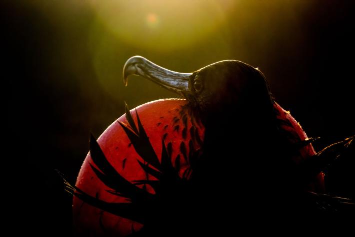 photograph of a magnificent frigate bird in profile