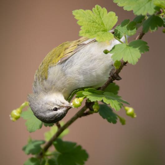 photograph of a bird on a branch eating a berry