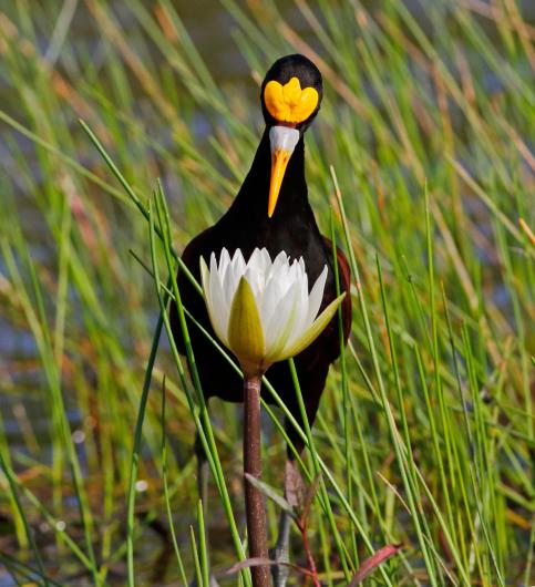 photograph and of black bird with a yellow crest looking into a lotus blossom