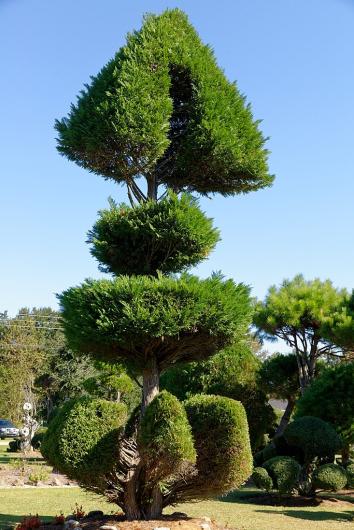 topiary in the shape of a fish