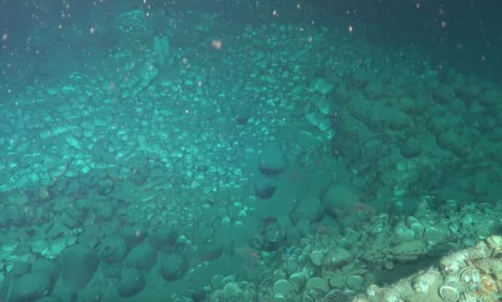 Thousands of Ming-era porcelain vessels now lay at the bottom of the South China Sea as a part of a 500-year old shipwreck on a Silk Road maritime trading route. 