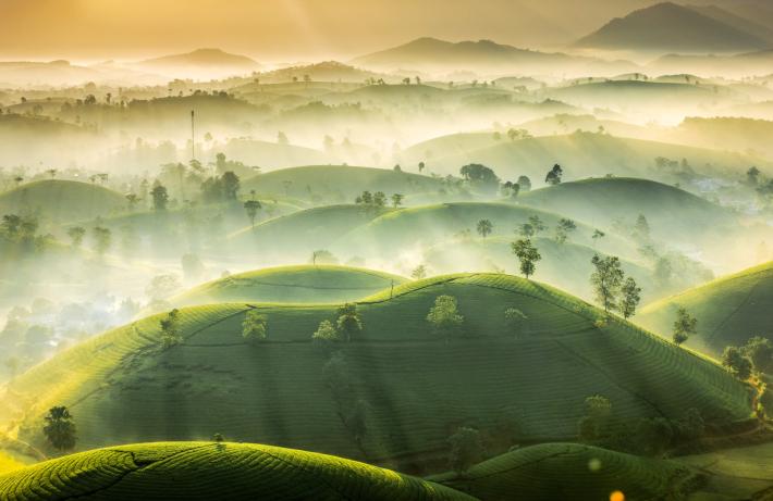 rolling green hills covered in mist