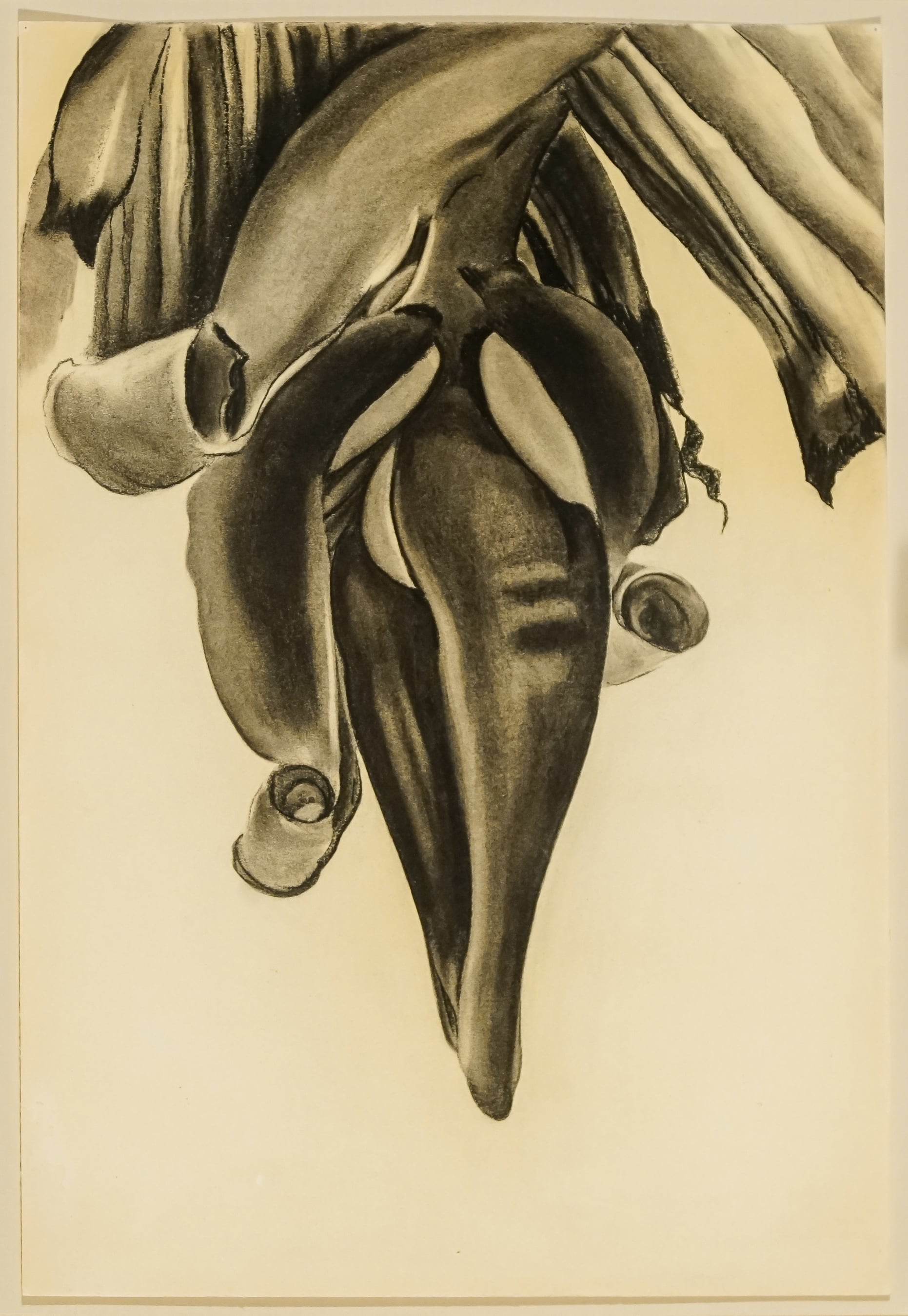 Untitled (image of a banana flower)